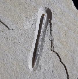 Hibolithes semisulcatus (MNSTER 1830) - Bild © FossNet FossilienStore